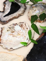 Förstenat trä, Skiva XL