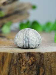Echinoid, fossil