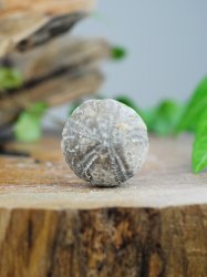 Echinoid, fossil