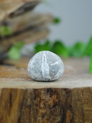 Echinoid, fossil