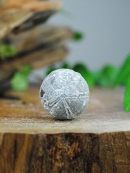 Echinoid, fossil