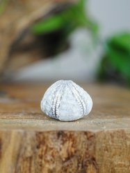 Echinoid, fossil