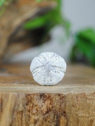 Echinoid, fossil