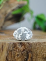 Echinoid, fossil