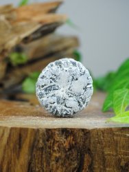 Echinoid, fossil XL