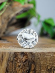 Echinoid, fossil