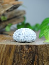 Echinoid, fossil XL