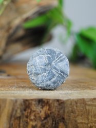 Echinoid, fossil