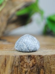 Echinoid, fossil