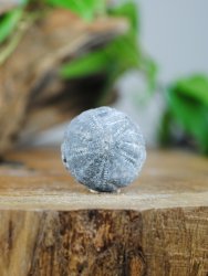 Echinoid, fossil
