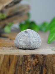 Echinoid, fossil XL