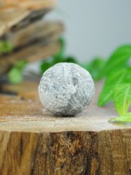 Echinoid, fossil XL