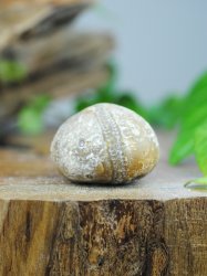 Echinoid, fossil XL