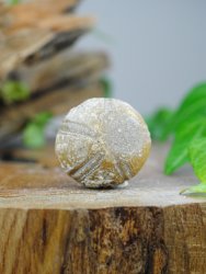 Echinoid, fossil XL
