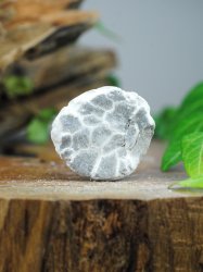Echinoid, fossil XL
