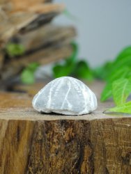 Echinoid, fossil XL