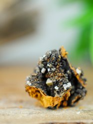 Wulfenite, on Matrix