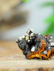 Wulfenite, on Matrix