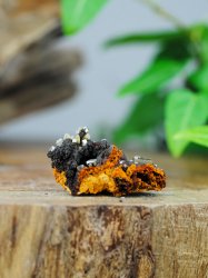 Wulfenite, on Matrix