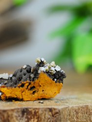 Wulfenite, on Matrix
