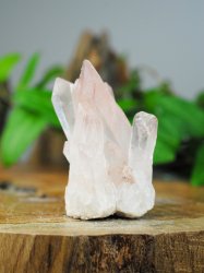 Lemurian, Rosa Kluster
