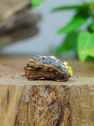 Wulfenite, on Matrix