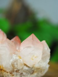 Lemurian, Pink Cluster