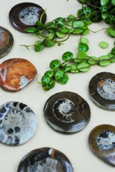 Goniatite, fossil