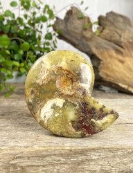 Ammonit, Jigsaw Fossil