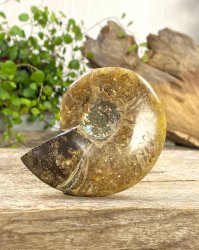 Ammonit, Jigsaw Fossils