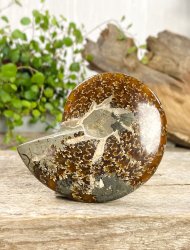 Ammonit, Jigsaw Fossil