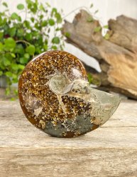 Ammonit, Jigsaw Fossil