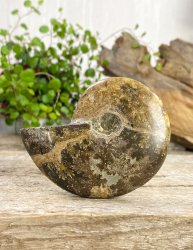 Ammonit, Jigsaw Fossil