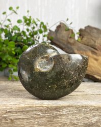 Ammonit, Jigsaw Fossil