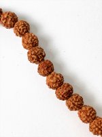Rudraksha Frön, Sträng Ljusa