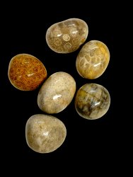 Petoskey, Cuddle Stone Big Pack