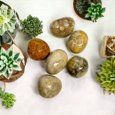 Petoskey, Cuddle Stone Big Pack