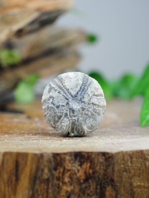 Echinoid, fossil