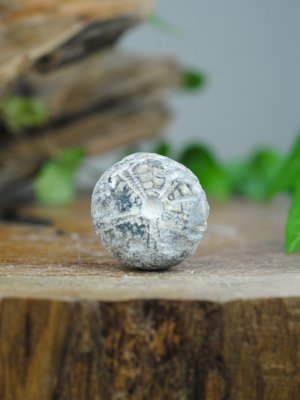 Echinoid, fossil