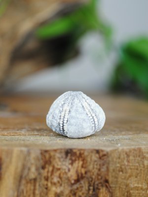 Echinoid, fossil