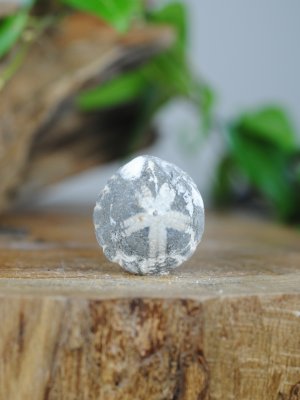 Echinoid, fossil