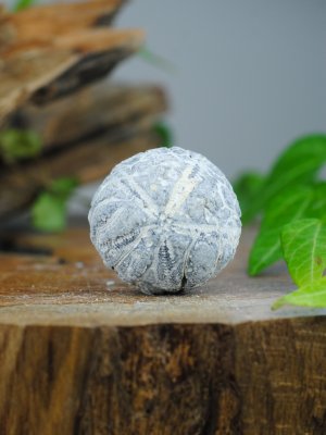 Echinoid, fossil XL