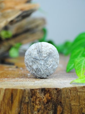 Echinoid, fossil XL