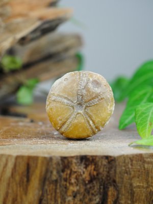 Echinoid, fossil XL