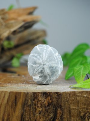 Echinoid, fossil XL