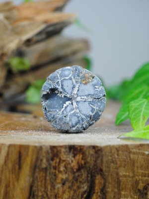 Echinoid, fossil XL