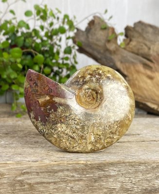 Ammonit, Jigsaw Fossil