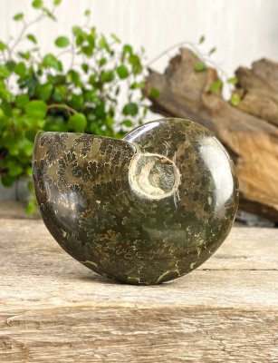 Ammonit, Jigsaw Fossil