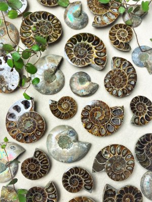 Ammonite, Fossils